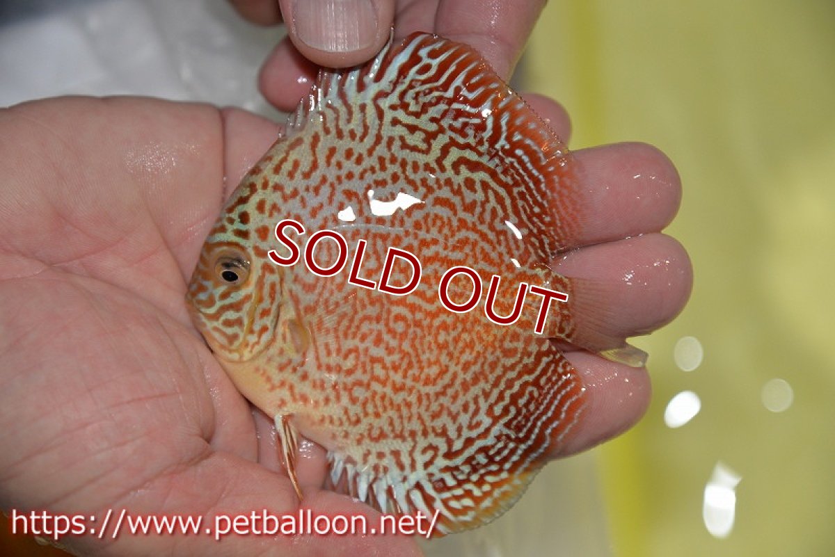 画像3: 【ディスカス】【ディスカス】【通販】スーパーレッドキングバイパー（スーパーファインパターン＆ハイフォーム）【個体販売】9cm（生体）マレーシア　NAディスカスファーム (3)