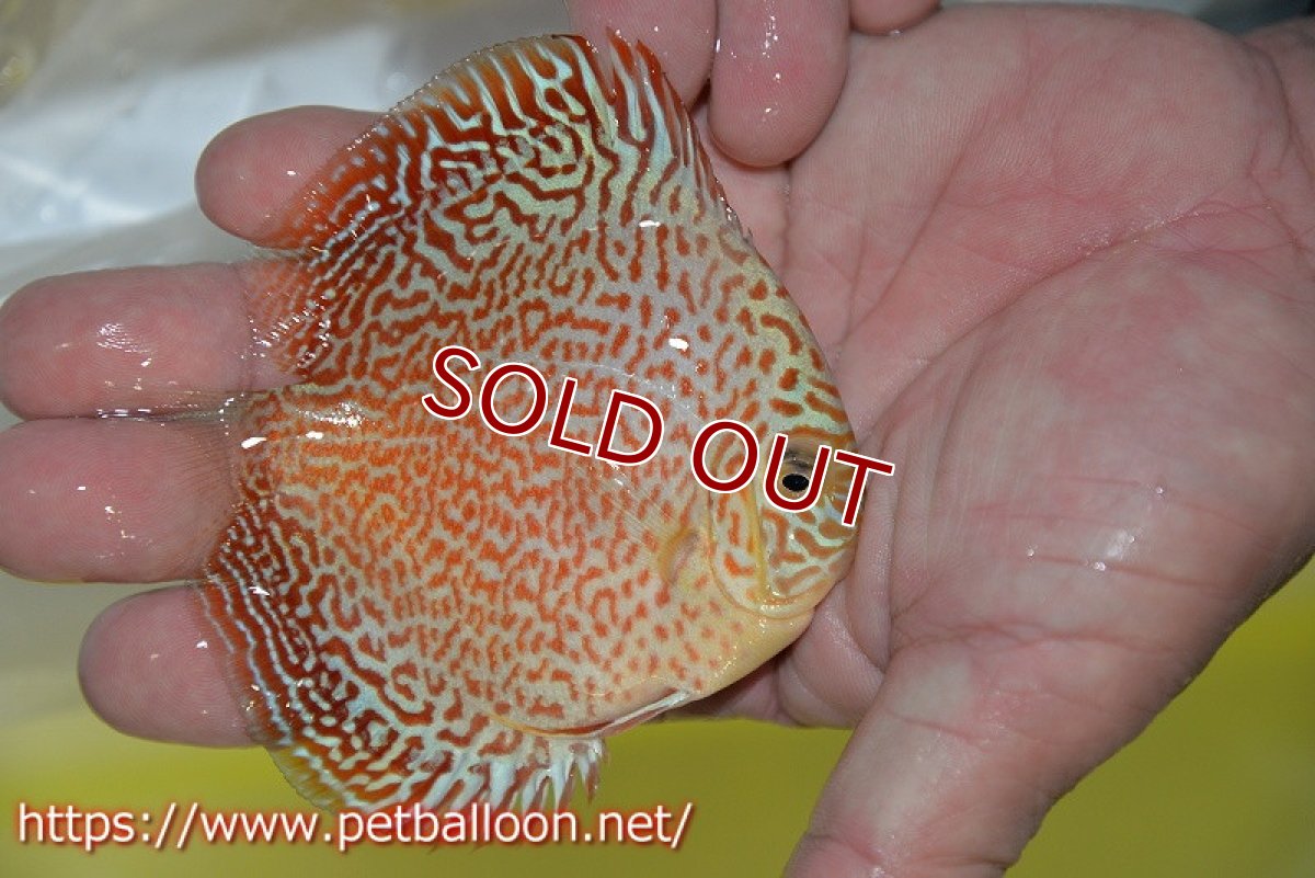 画像4: 【ディスカス】【ディスカス】【通販】スーパーレッドキングバイパー（スーパーファインパターン＆ハイフォーム）【個体販売】9cm（生体）マレーシア　NAディスカスファーム (4)