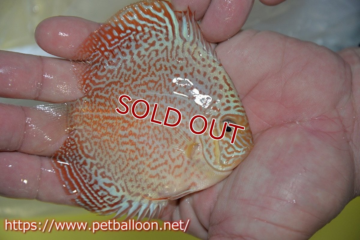 画像2: 【ディスカス】【通販】スーパーレッドキングバイパー（スーパーファインパターン＆ハイフォーム）【個体販売】9cm（生体）マレーシア　NAディスカスファーム (2)