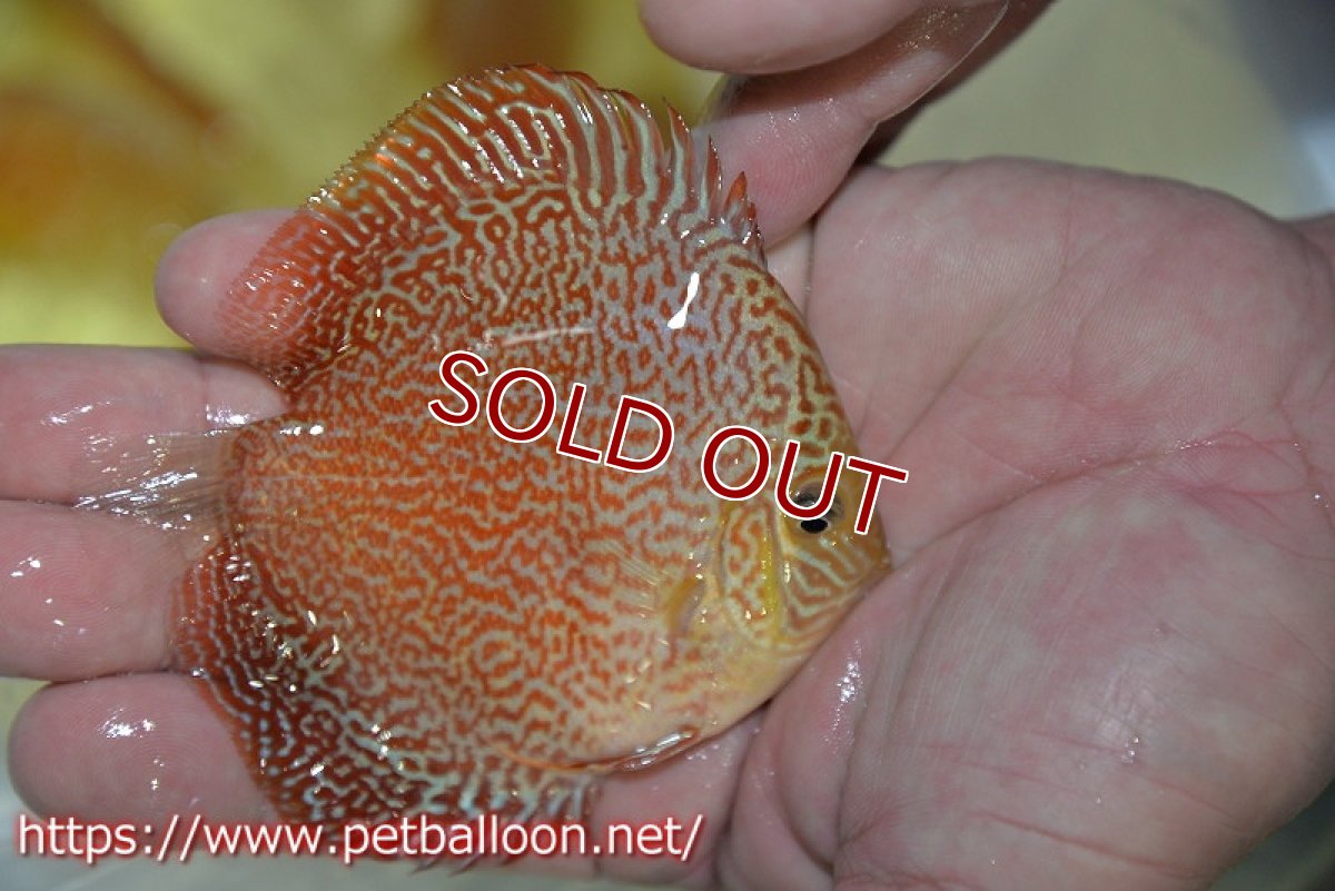 画像2: 【ディスカス】【ディスカス】【通販】スーパーレッドキングバイパー（スーパーファインパターン＆ハイフォーム）【個体販売】9cm（生体）マレーシア　NAディスカスファーム (2)