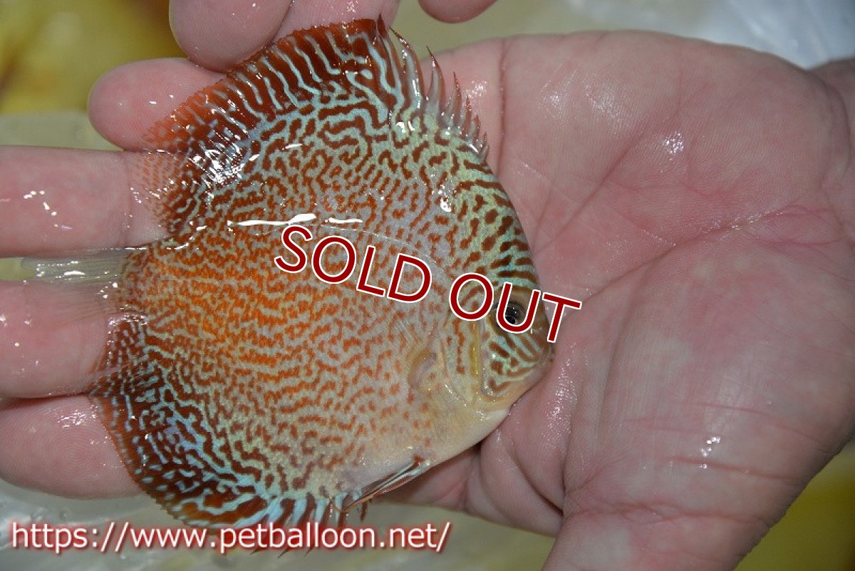 画像2: 【ディスカス】【通販】スーパーレッドキングバイパー（スーパーファインパターン＆ハイフォーム）【個体販売】9cm（生体）マレーシア　NAディスカスファーム (2)