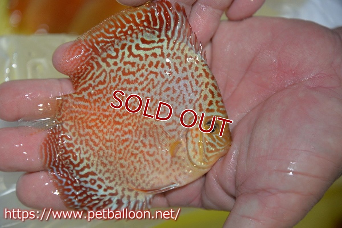 画像2: 【ディスカス】【通販】スーパーレッドキングバイパー（スーパーファインパターン＆ハイフォーム）【個体販売】9cm（生体）マレーシア　NAディスカスファーム (2)