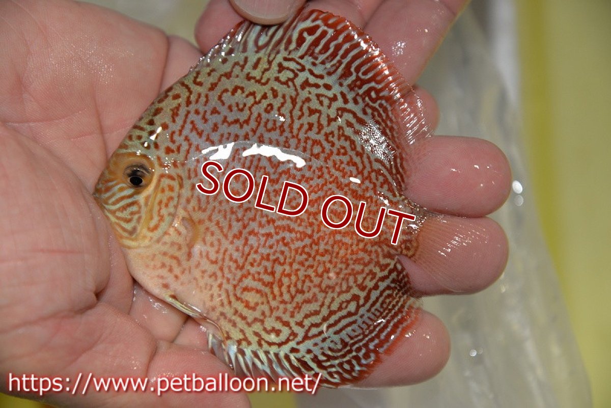 画像2: 【ディスカス】【通販】スーパーレッドキングバイパー（スーパーファインパターン＆ハイフォーム）【個体販売】9cm（生体）マレーシア　NAディスカスファーム (2)