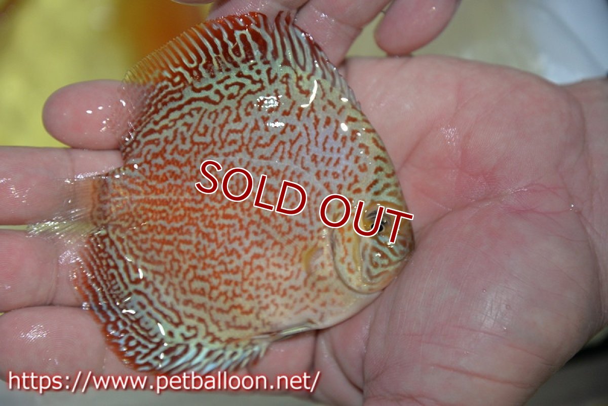 画像3: 【ディスカス】【通販】スーパーレッドキングバイパー（スーパーファインパターン＆ハイフォーム）【個体販売】9cm（生体）マレーシア　NAディスカスファーム (3)