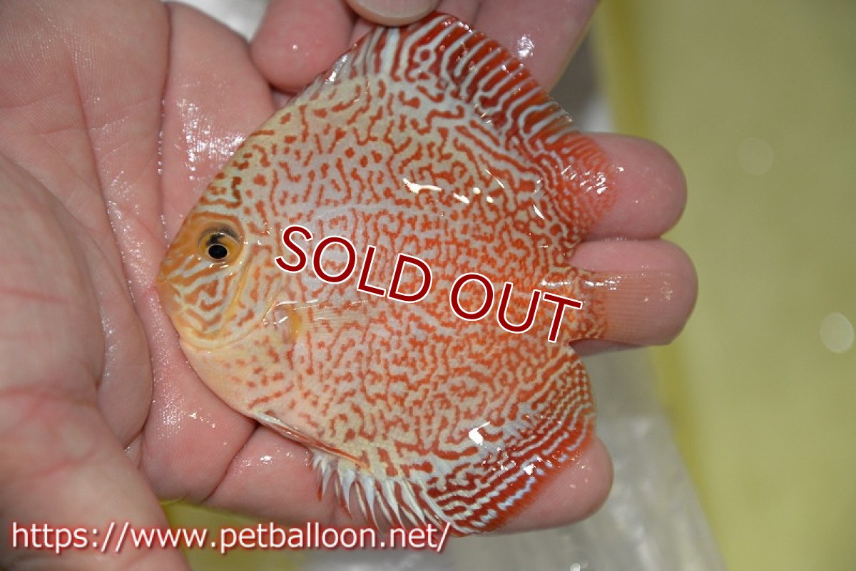 画像2: 【ディスカス】【ディスカス】【通販】スーパーレッドキングバイパー（スーパーファインパターン＆ハイフォーム）【個体販売】9cm（生体）マレーシア　NAディスカスファーム (2)