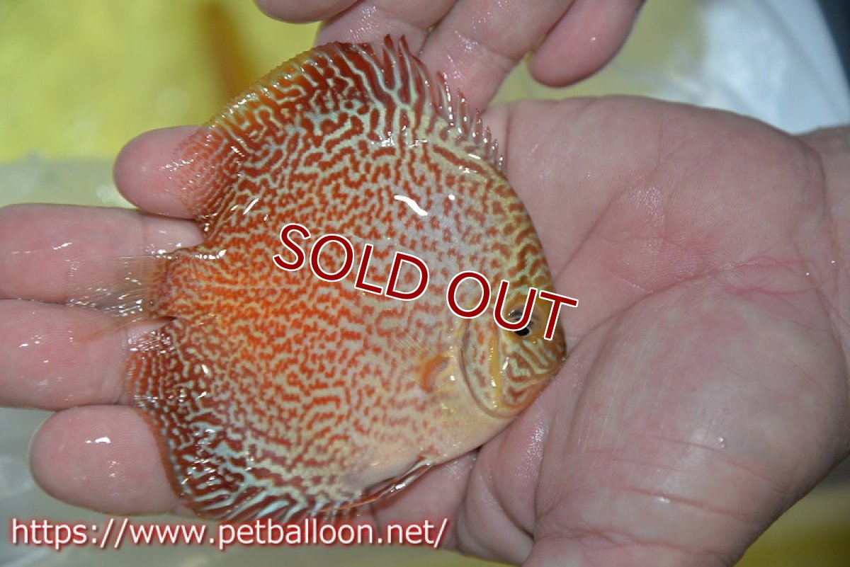 画像2: 【ディスカス】【通販】スーパーレッドキングバイパー（スーパーファインパターン＆ハイフォーム）【個体販売】9cm（生体）マレーシア　NAディスカスファーム (2)