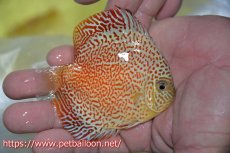 画像2: 【ディスカス】【通販】スーパーレッドキングバイパー（スーパーファインパターン＆ハイフォーム）【個体販売】9cm（生体）マレーシア　NAディスカスファーム (2)