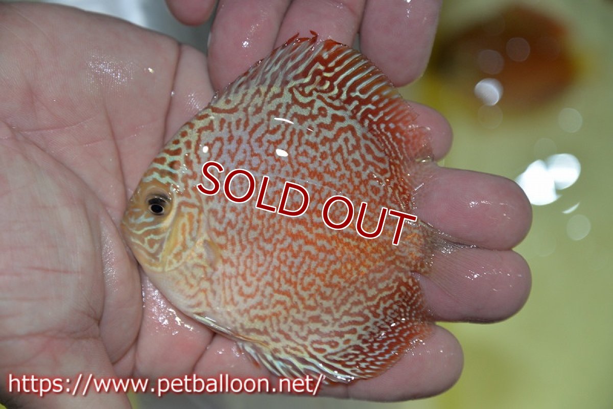 画像2: 【ディスカス】【ディスカス】【通販】スーパーレッドキングバイパー（スーパーファインパターン＆ハイフォーム）【個体販売】9cm（生体）マレーシア　NAディスカスファーム (2)