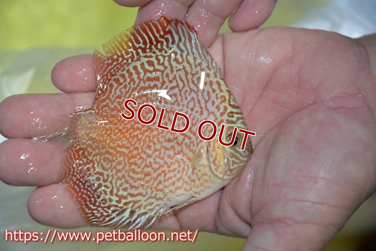 画像3: 【ディスカス】【ディスカス】【通販】スーパーレッドキングバイパー（スーパーファインパターン＆ハイフォーム）【個体販売】9cm（生体）マレーシア　NAディスカスファーム (3)