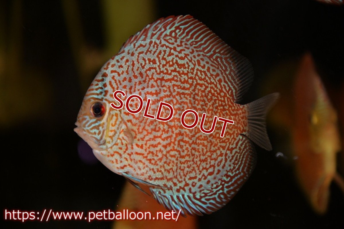 画像1: 【ディスカス】【通販】スーパーレッドキングバイパー（スーパーファインパターン＆ハイフォーム）【個体販売】9cm（生体）マレーシア　NAディスカスファーム (1)