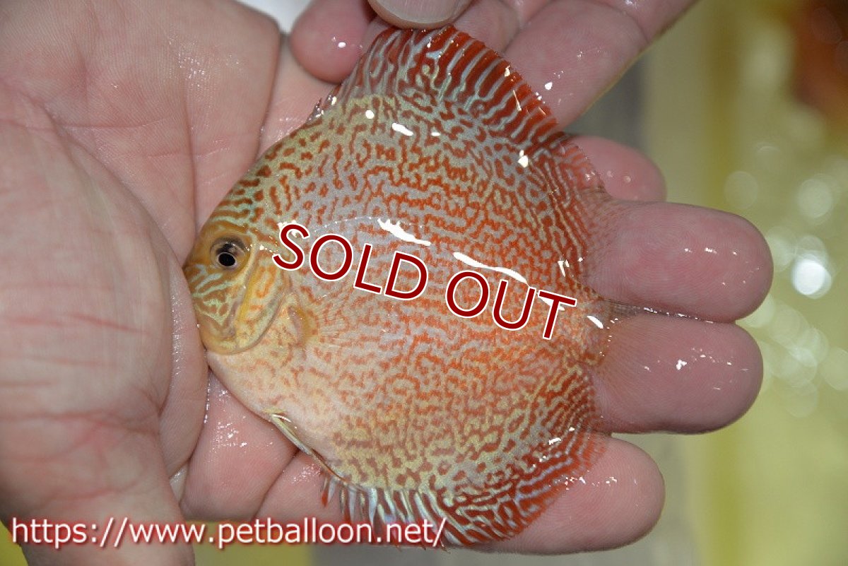 画像2: 【ディスカス】【通販】スーパーレッドキングバイパー（スーパーファインパターン＆ハイフォーム）【個体販売】9cm（生体）マレーシア　NAディスカスファーム (2)