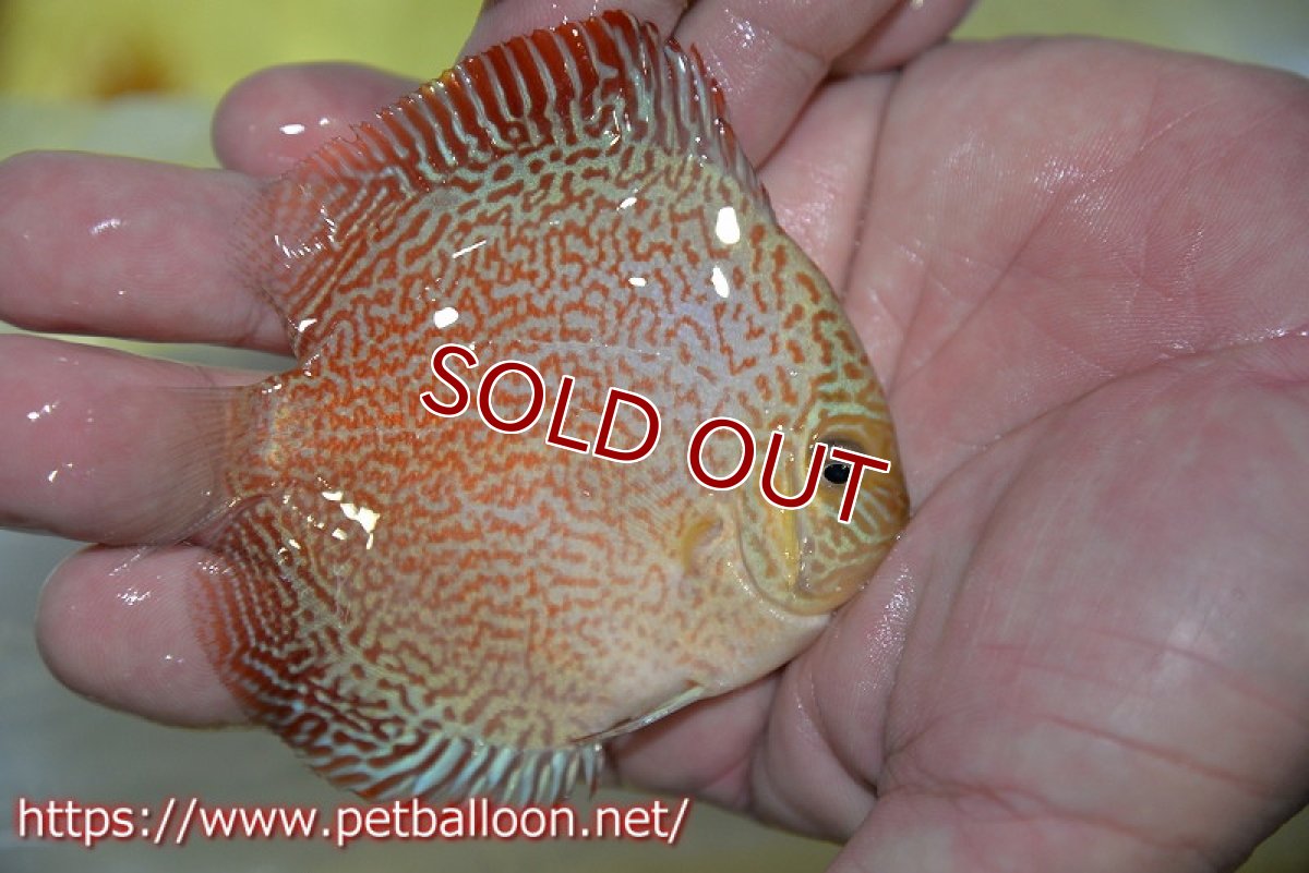 画像3: 【ディスカス】【通販】スーパーレッドキングバイパー（スーパーファインパターン＆ハイフォーム）【個体販売】9cm（生体）マレーシア　NAディスカスファーム (3)