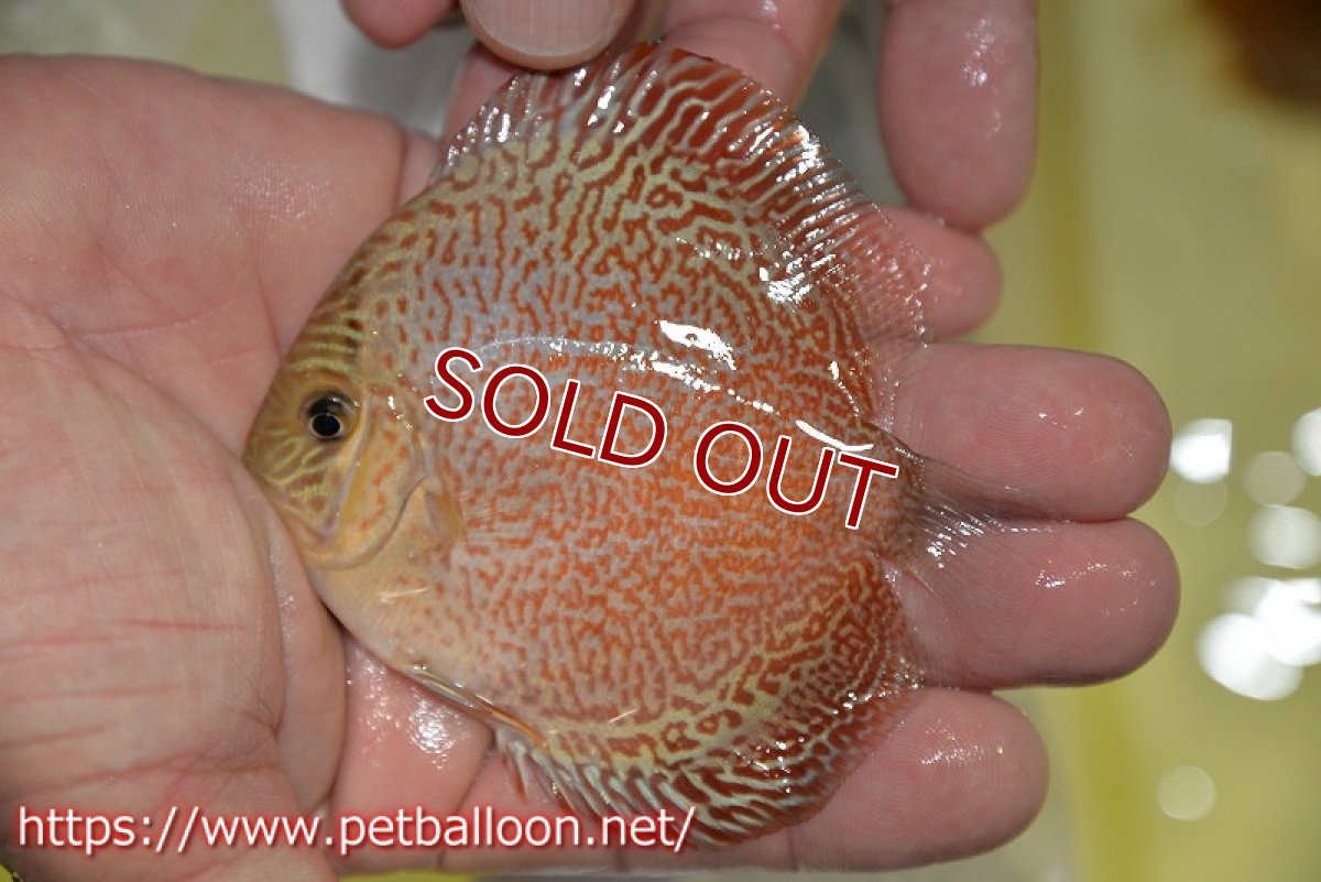 画像2: 【ディスカス】【ディスカス】【通販】スーパーレッドキングバイパー（スーパーファインパターン＆ハイフォーム）【個体販売】9cm（生体）マレーシア　NAディスカスファーム (2)