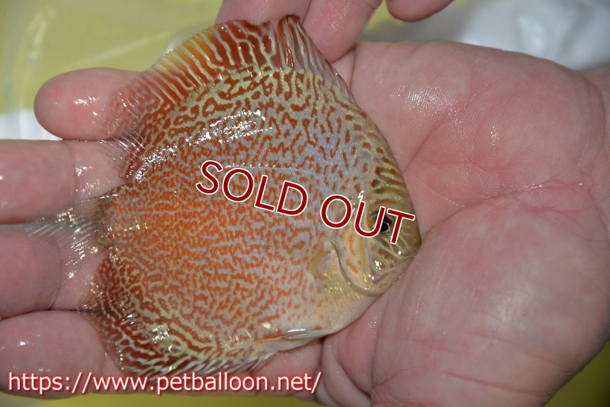 画像3: 【ディスカス】【ディスカス】【通販】スーパーレッドキングバイパー（スーパーファインパターン＆ハイフォーム）【個体販売】9cm（生体）マレーシア　NAディスカスファーム (3)