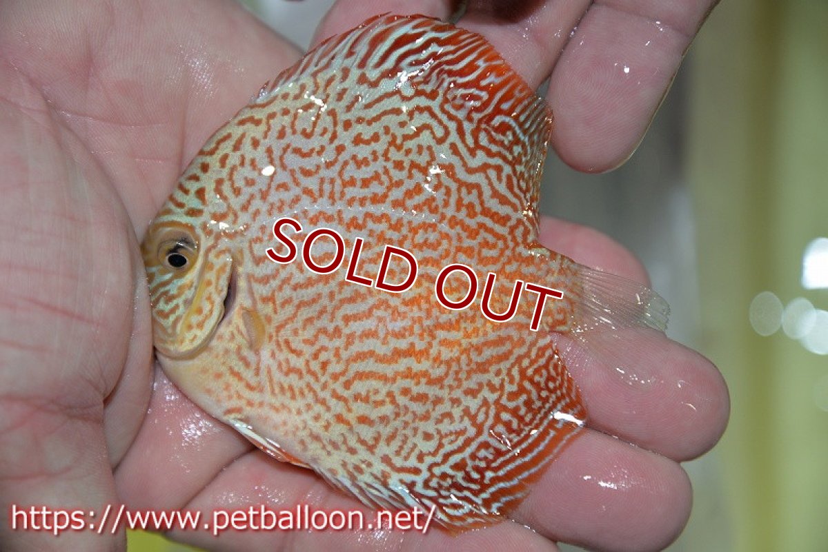 画像1: 【ディスカス】【通販】スーパーレッドキングバイパー（スーパーファインパターン＆ハイフォーム）【個体販売】9cm（生体）マレーシア　NAディスカスファーム (1)