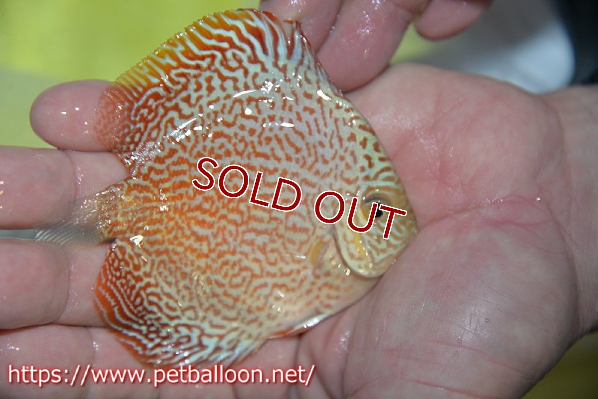 画像2: 【ディスカス】【通販】スーパーレッドキングバイパー（スーパーファインパターン＆ハイフォーム）【個体販売】9cm（生体）マレーシア　NAディスカスファーム (2)