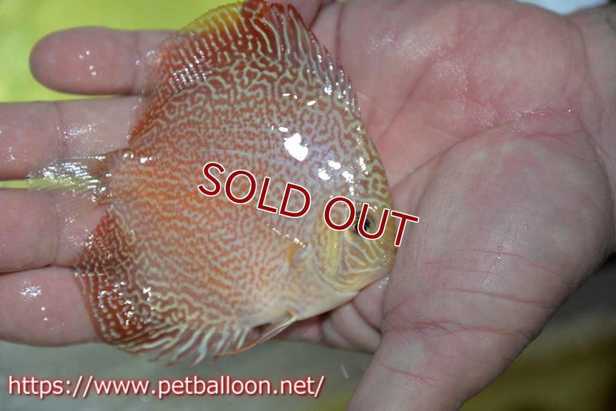 画像2: 【ディスカス】【通販】スーパーレッドキングバイパー（スーパーファインパターン＆ハイフォーム）【個体販売】9cm（生体）マレーシア　NAディスカスファーム (2)