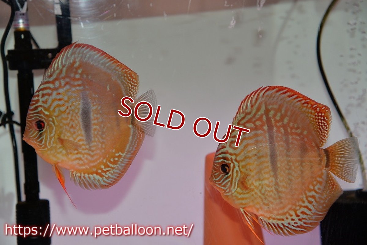 画像1: 【ディスカス】【通販】【体着経験あり】【激レアニューストレイン】ロイヤルターコイズヘッケルクロス（ハイフォーム）【個体ペア販売】12-13cm（生体）マレーシア　KLディスカスファーム (1)