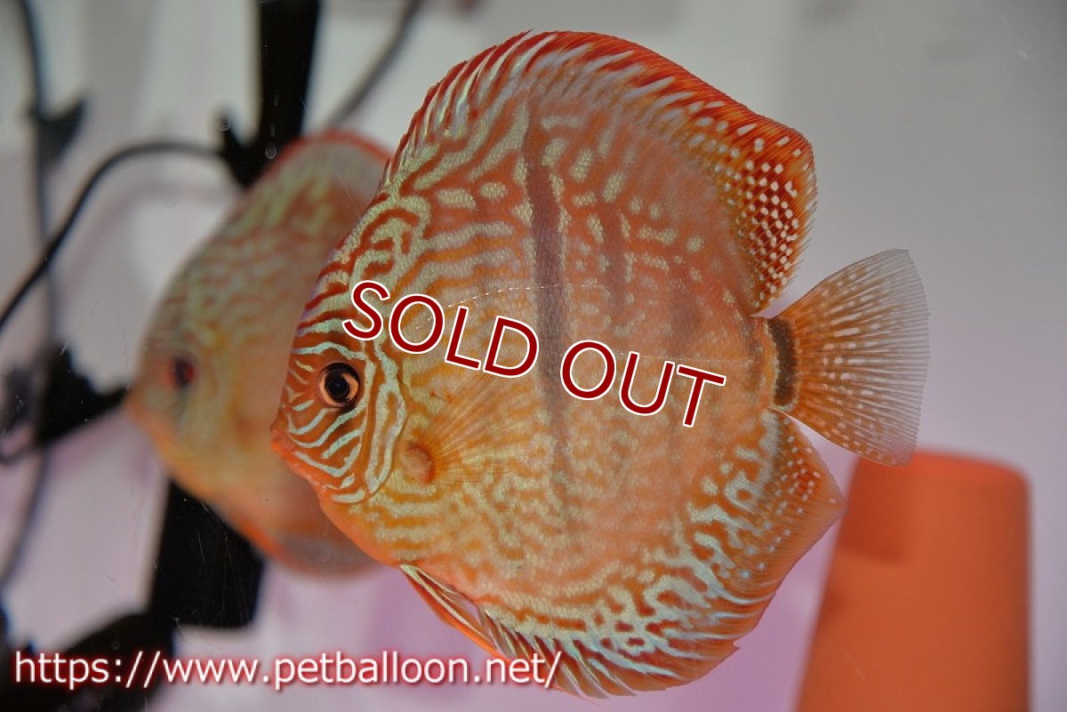 画像2: 【ディスカス】【通販】【体着経験あり】【激レアニューストレイン】ロイヤルターコイズヘッケルクロス（ハイフォーム）【個体ペア販売】12-13cm（生体）マレーシア　KLディスカスファーム (2)