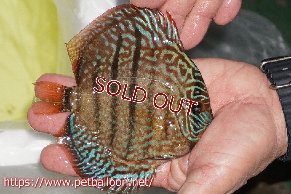 画像4: 【ディスカス】【通販】【体着経験あり】【激レアニューストレイン】ロイヤルターコイズヘッケルクロス（ハイフォーム）【個体ペア販売】12-13cm（生体）マレーシア　KLディスカスファーム (4)