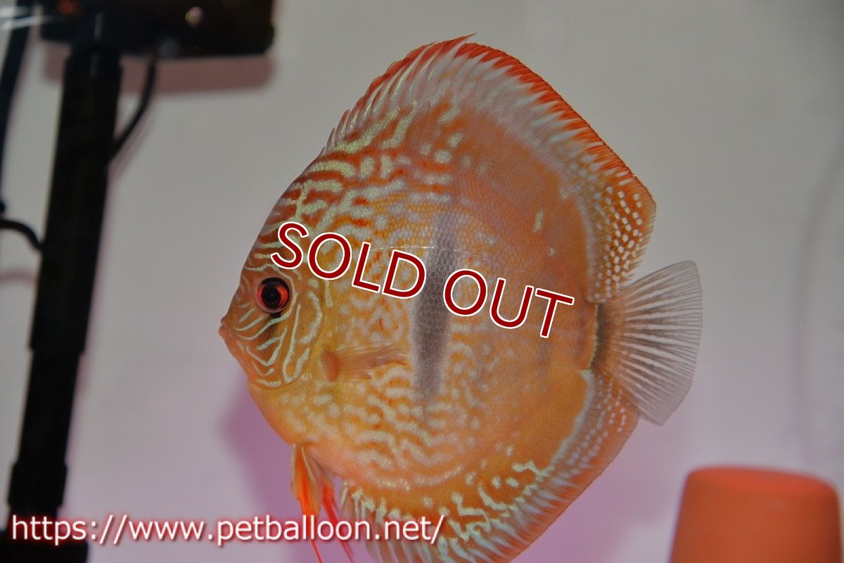 画像5: 【ディスカス】【通販】【体着経験あり】【激レアニューストレイン】ロイヤルターコイズヘッケルクロス（ハイフォーム）【個体ペア販売】12-13cm（生体）マレーシア　KLディスカスファーム (5)