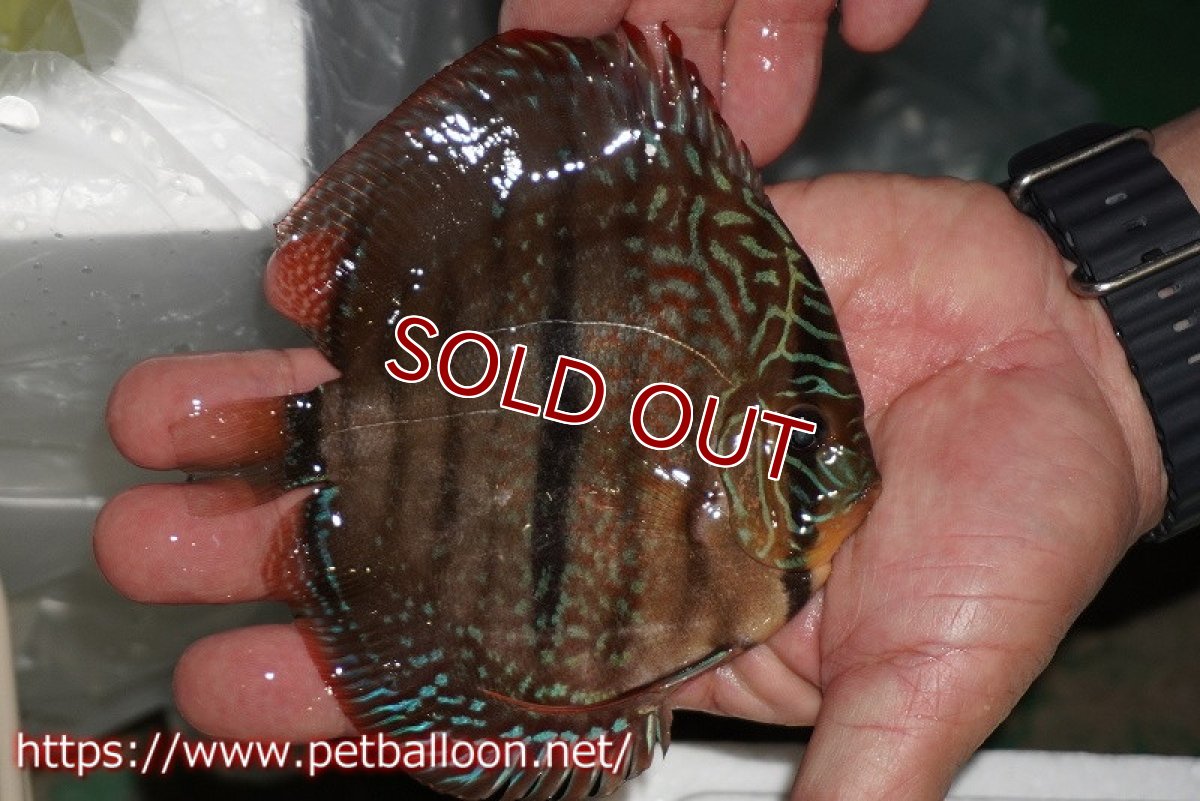 画像7: 【ディスカス】【通販】【体着経験あり】【激レアニューストレイン】ロイヤルターコイズヘッケルクロス（ハイフォーム）【個体ペア販売】12-13cm（生体）マレーシア　KLディスカスファーム (7)