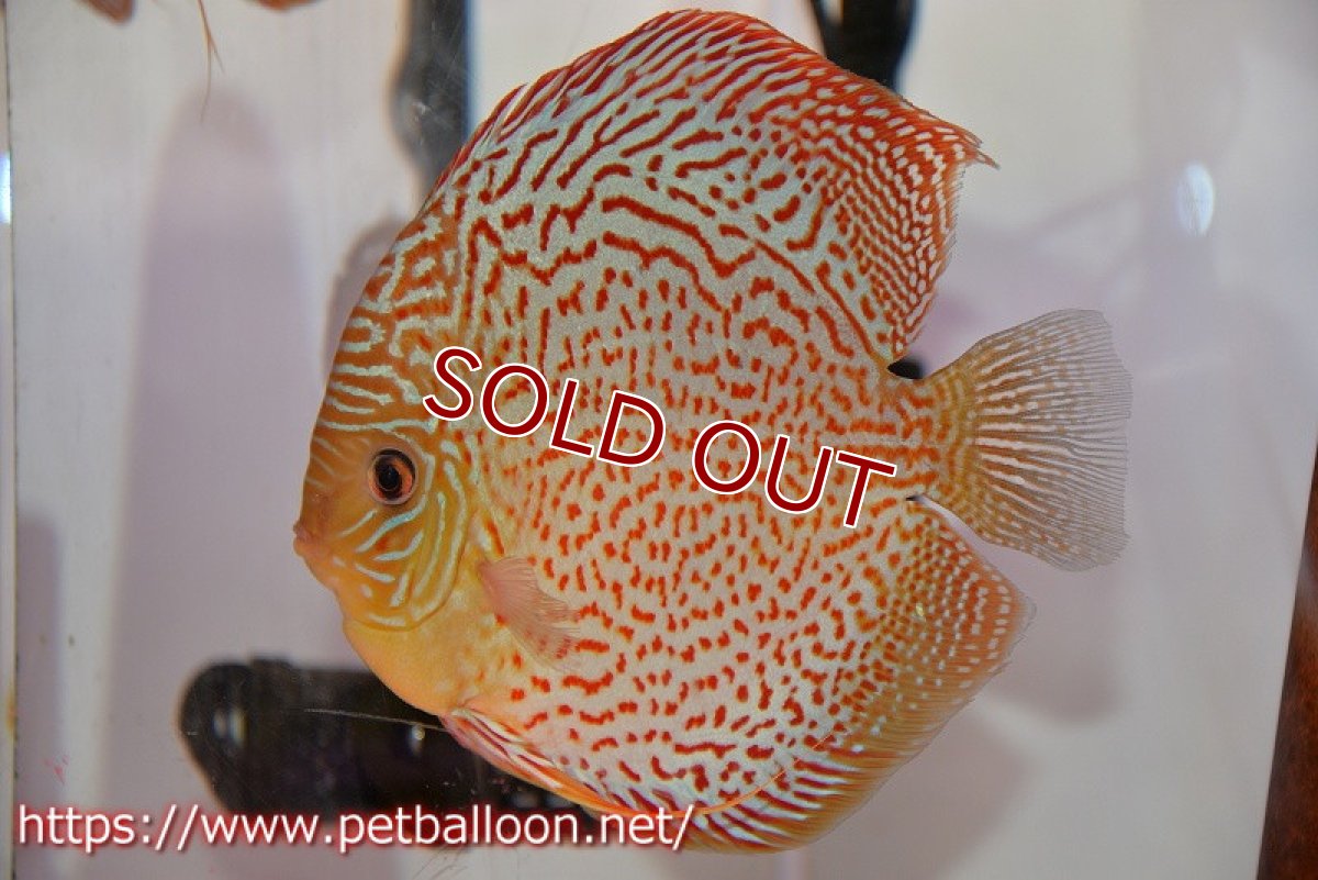 画像2: 【ディスカス】【ディスカス】【通販】サクラレッドスポットグリーン（ハイフォーム）【個体ペア販売】16-17cm（生体）マレーシア　KLディスカスファーム (2)