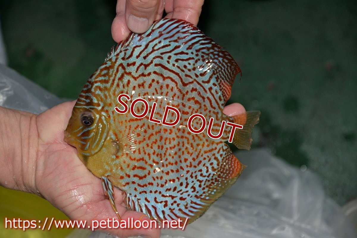 画像3: 【ディスカス】【ディスカス】【通販】サクラレッドスポットグリーン（ハイフォーム）【個体ペア販売】16-17cm（生体）マレーシア　KLディスカスファーム (3)