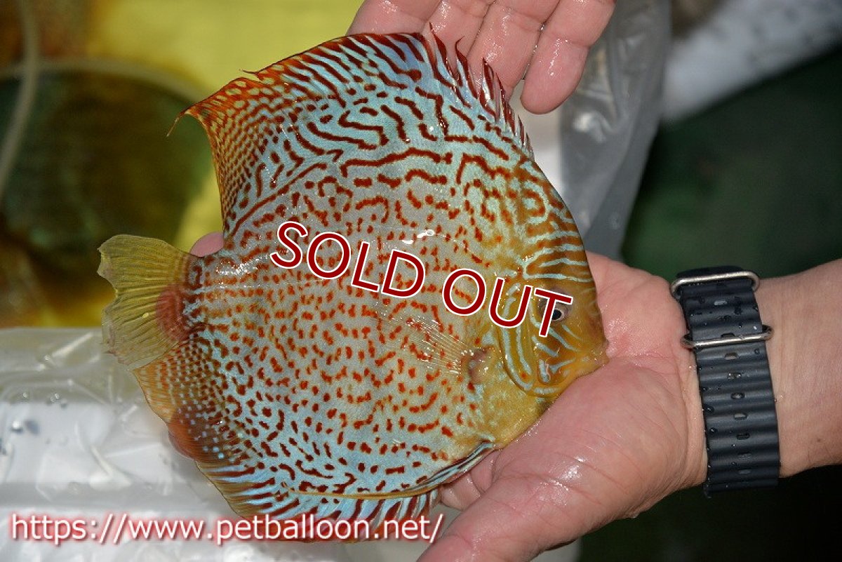 画像4: 【ディスカス】【ディスカス】【通販】サクラレッドスポットグリーン（ハイフォーム）【個体ペア販売】16-17cm（生体）マレーシア　KLディスカスファーム (4)