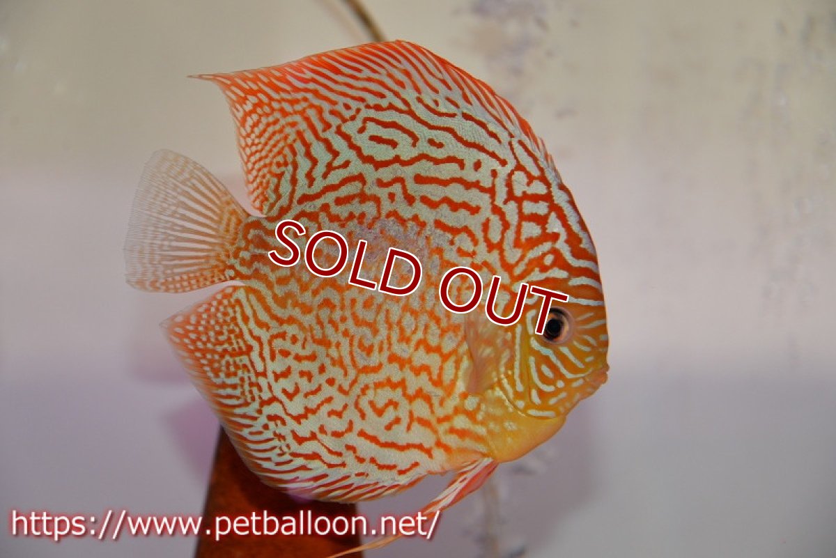 画像5: 【ディスカス】【ディスカス】【通販】サクラレッドスポットグリーン（ハイフォーム）【個体ペア販売】16-17cm（生体）マレーシア　KLディスカスファーム (5)