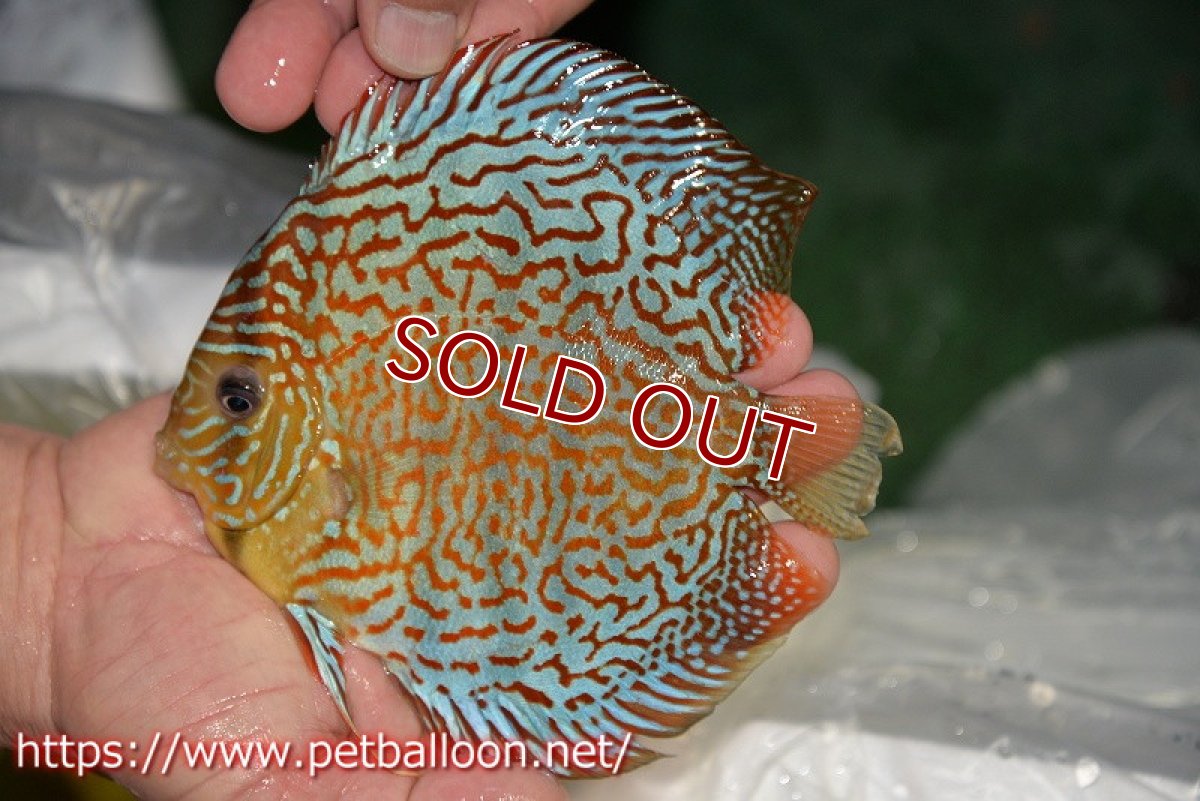 画像6: 【ディスカス】【ディスカス】【通販】サクラレッドスポットグリーン（ハイフォーム）【個体ペア販売】16-17cm（生体）マレーシア　KLディスカスファーム (6)