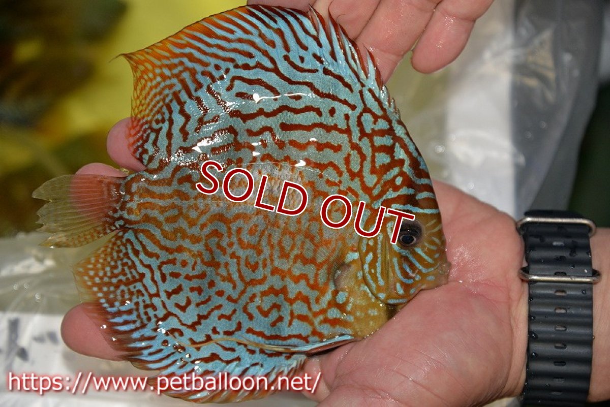 画像7: 【ディスカス】【ディスカス】【通販】サクラレッドスポットグリーン（ハイフォーム）【個体ペア販売】16-17cm（生体）マレーシア　KLディスカスファーム (7)