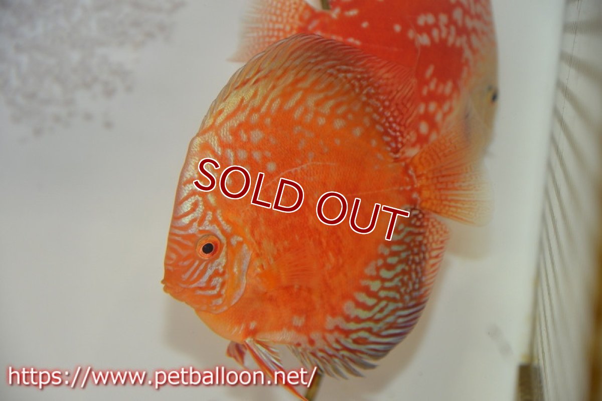 画像2: 【ディスカス】【通販】スーパーレッドアンドホワイトチェッカーボード（ハイフォーム）【個体ペア販売】12-13cm（生体）マレーシア　NAディスカスファーム (2)