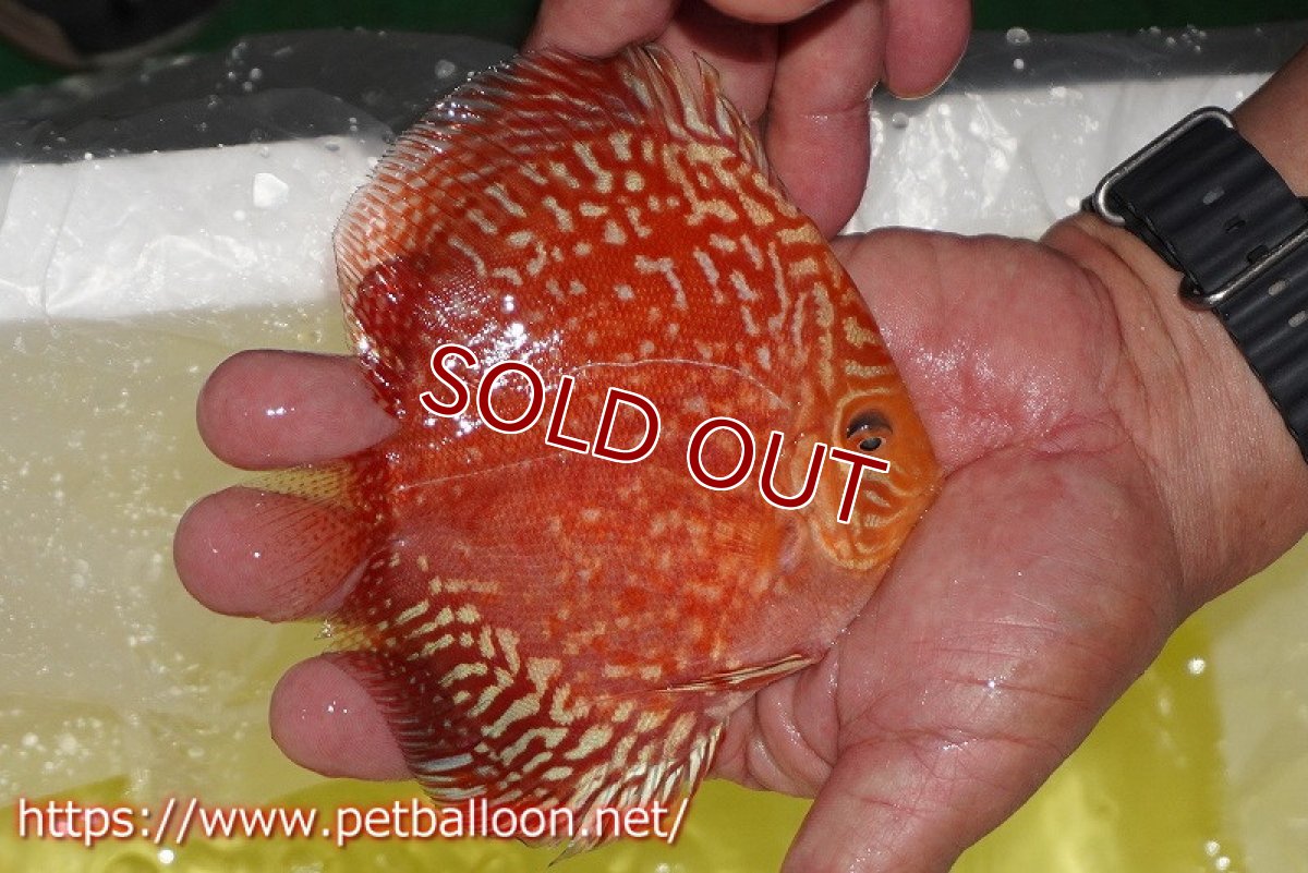 画像4: 【ディスカス】【通販】スーパーレッドアンドホワイトチェッカーボード（ハイフォーム）【個体ペア販売】12-13cm（生体）マレーシア　NAディスカスファーム (4)