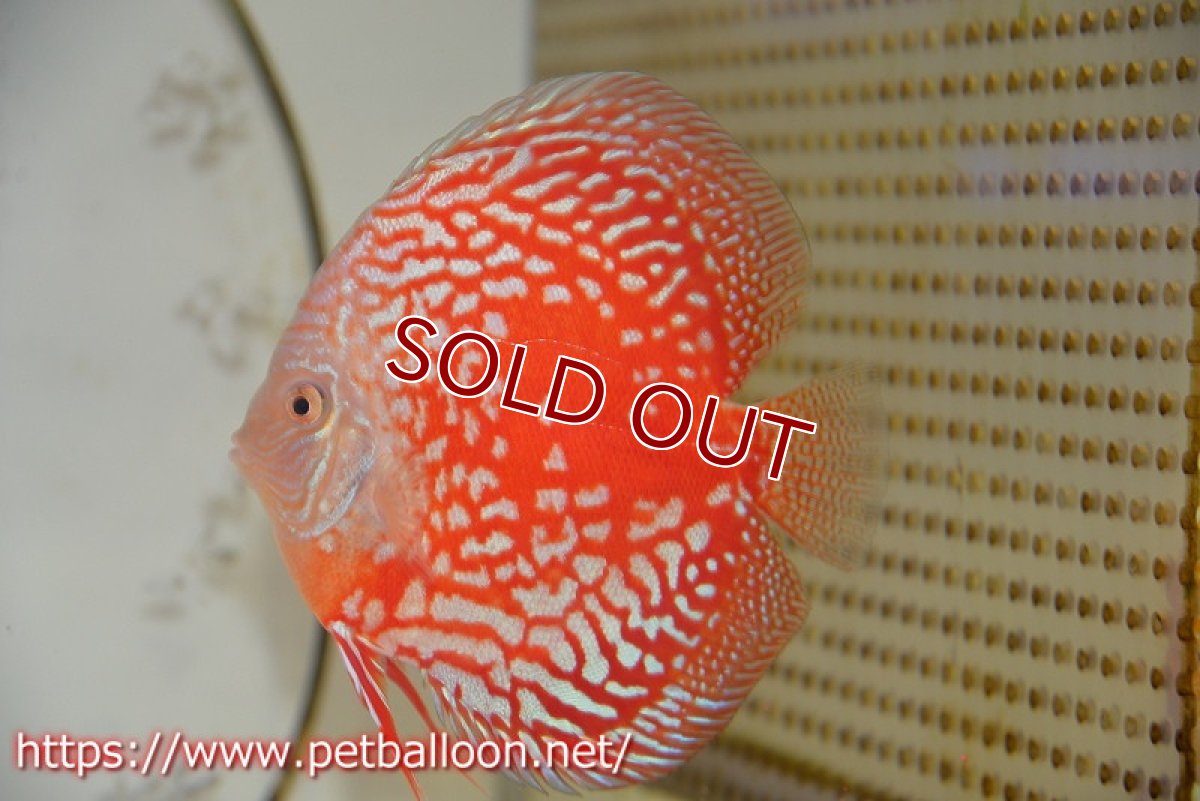 画像5: 【ディスカス】【通販】スーパーレッドアンドホワイトチェッカーボード（ハイフォーム）【個体ペア販売】12-13cm（生体）マレーシア　NAディスカスファーム (5)