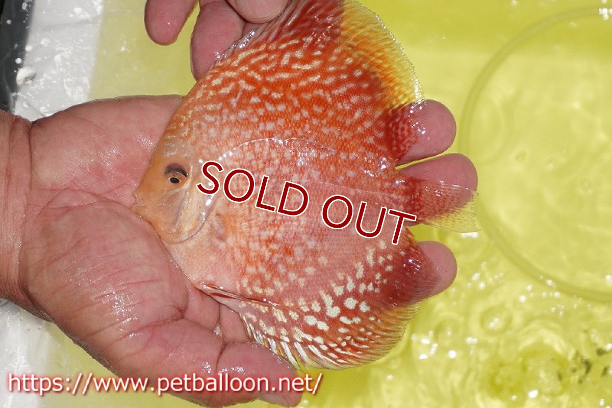 画像6: 【ディスカス】【通販】スーパーレッドアンドホワイトチェッカーボード（ハイフォーム）【個体ペア販売】12-13cm（生体）マレーシア　NAディスカスファーム (6)