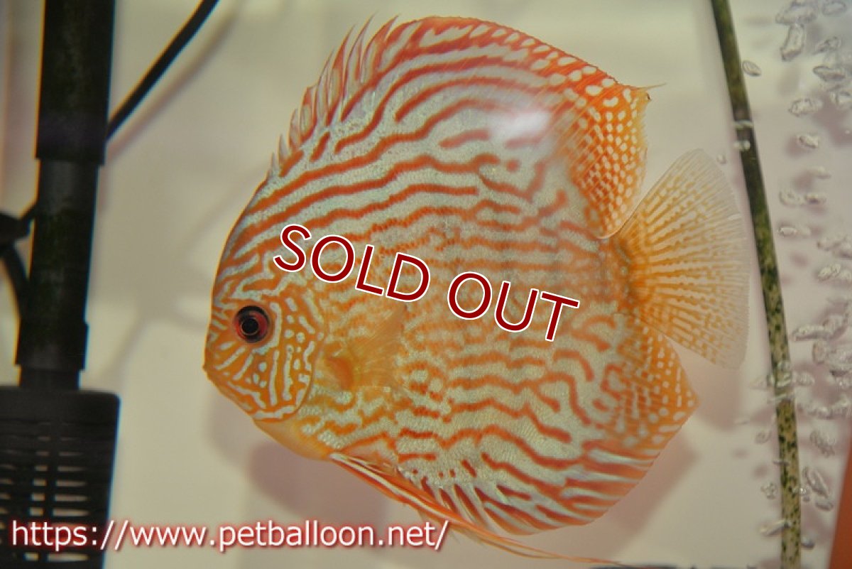 画像2: 【ディスカス】【通販】【激レアワイルドクロス】【国産ブリード】北岸アレンカークリペアクロスヨーロッパ産ロートターキス【個体ペア販売】14cm（生体）【越中の雄 作出】 (2)