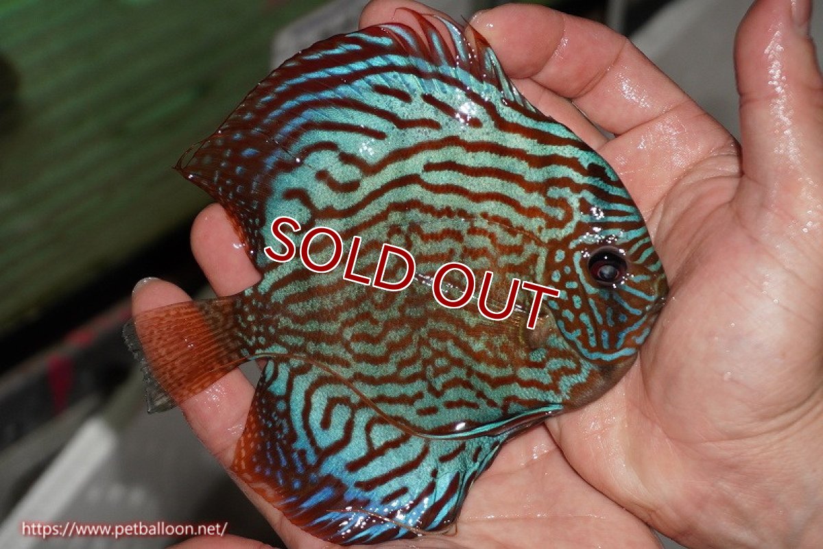 画像4: 【ディスカス】【通販】【激レアワイルドクロス】【国産ブリード】北岸アレンカークリペアクロスヨーロッパ産ロートターキス【個体ペア販売】14cm（生体）【越中の雄 作出】 (4)