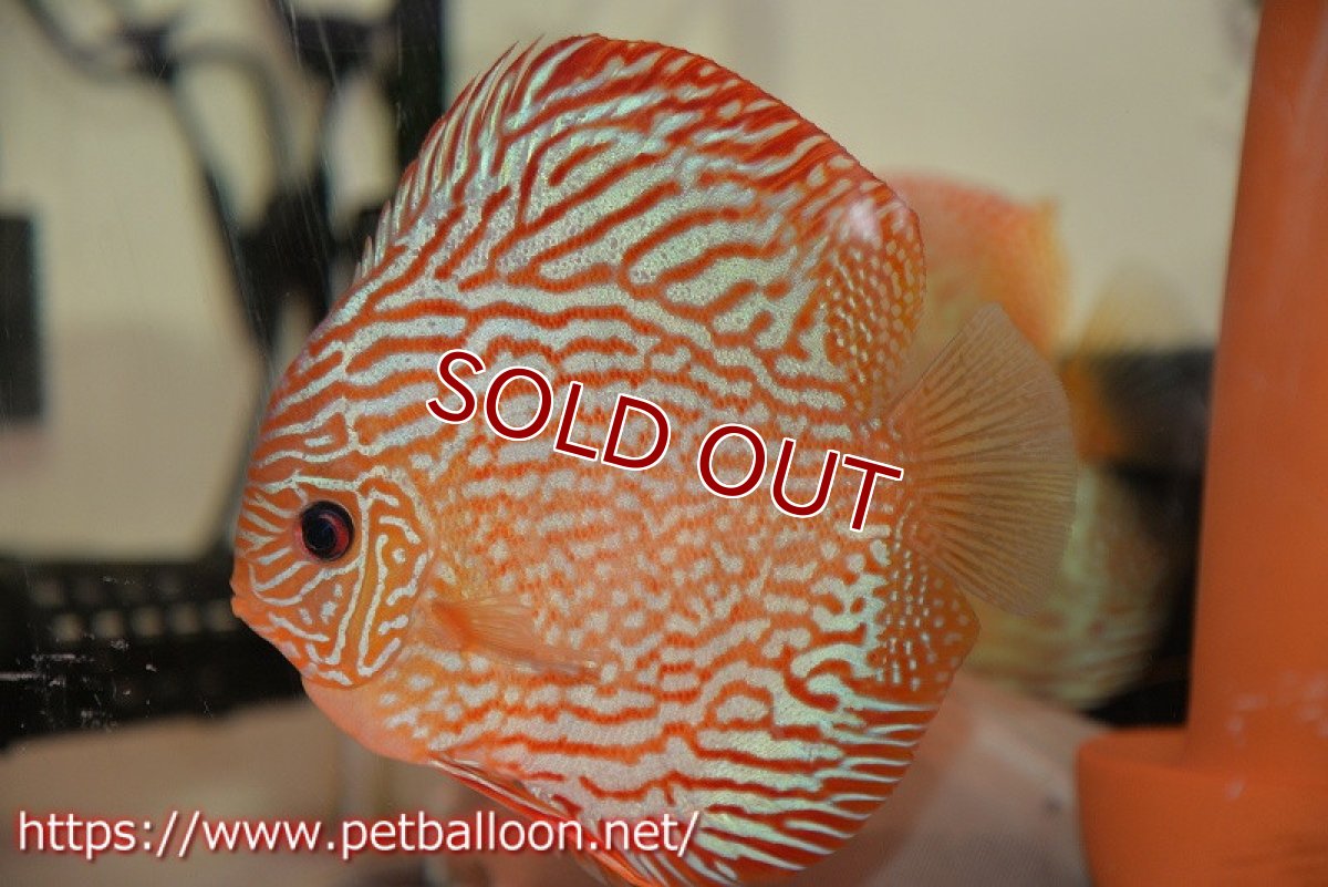 画像5: 【ディスカス】【通販】【激レアワイルドクロス】【国産ブリード】北岸アレンカークリペアクロスヨーロッパ産ロートターキス【個体ペア販売】14cm（生体）【越中の雄 作出】 (5)