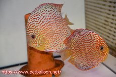 画像1: 【ディスカス】【通販】【産卵経験あり】サクラレッドスポットグリーン　ハイフォーム【個体ペア販売】15-17cm（生体）マレーシア　KLディスカスファーム (1)