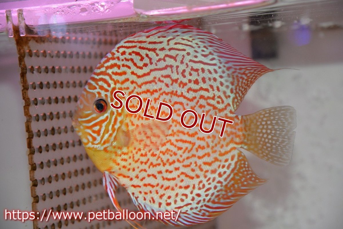 画像2: 【ディスカス】【ディスカス】【通販】【産卵経験あり】サクラレッドスポットグリーン　ハイフォーム【個体ペア販売】15-17cm（生体）マレーシア　KLディスカスファーム (2)
