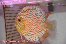画像2: 【ディスカス】【通販】【産卵経験あり】サクラレッドスポットグリーン　ハイフォーム【個体ペア販売】15-17cm（生体）マレーシア　KLディスカスファーム (2)