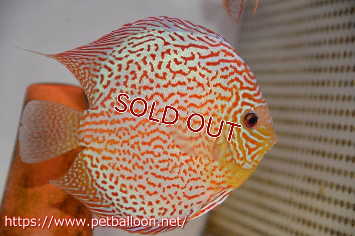 画像3: 【ディスカス】【ディスカス】【通販】【産卵経験あり】サクラレッドスポットグリーン　ハイフォーム【個体ペア販売】15-17cm（生体）マレーシア　KLディスカスファーム (3)