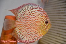 画像3: 【ディスカス】【通販】【産卵経験あり】サクラレッドスポットグリーン　ハイフォーム【個体ペア販売】15-17cm（生体）マレーシア　KLディスカスファーム (3)