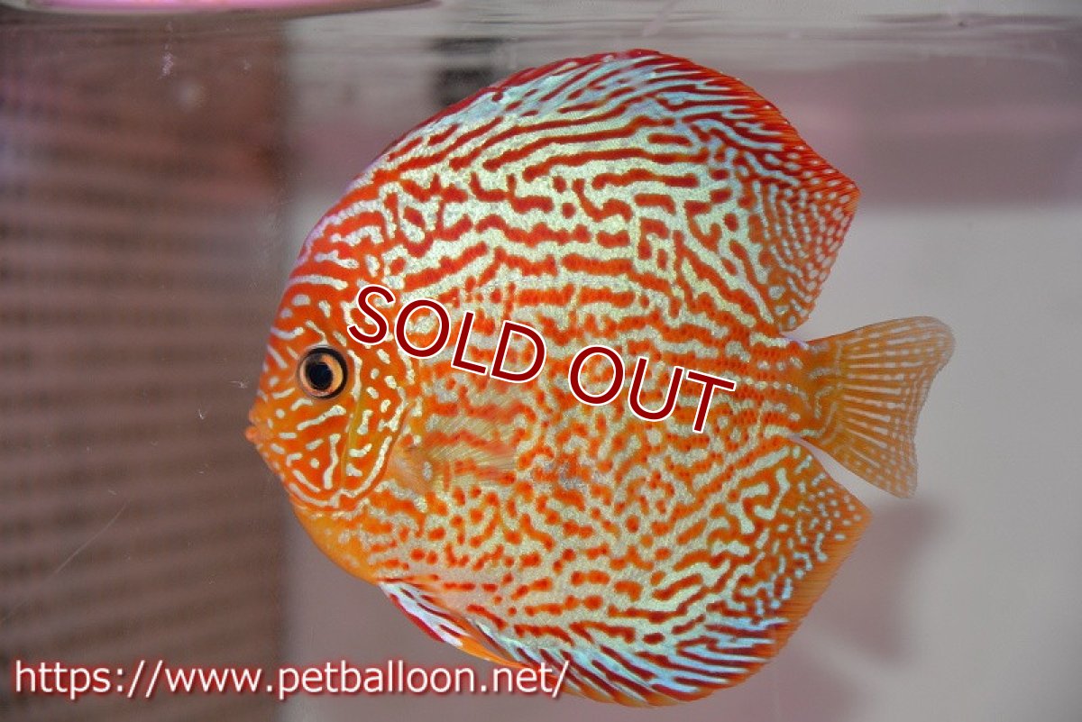 画像4: 【ディスカス】【ディスカス】【通販】【産卵経験あり】サクラレッドスポットグリーン　ハイフォーム【個体ペア販売】15-17cm（生体）マレーシア　KLディスカスファーム (4)