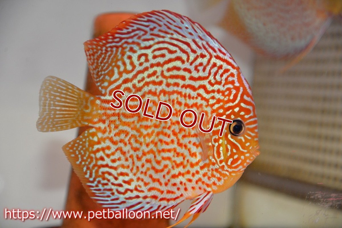 画像5: 【ディスカス】【ディスカス】【通販】【産卵経験あり】サクラレッドスポットグリーン　ハイフォーム【個体ペア販売】15-17cm（生体）マレーシア　KLディスカスファーム (5)