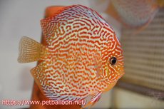 画像5: 【ディスカス】【通販】【産卵経験あり】サクラレッドスポットグリーン　ハイフォーム【個体ペア販売】15-17cm（生体）マレーシア　KLディスカスファーム (5)