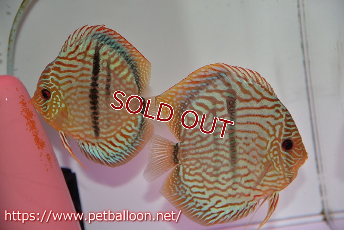 画像1: 【ディスカスペア祭り対象個体】【ディスカス】【通販】【体着経験あり】【激レアニューストレイン】ヤムンダブルームーンヘッケルクロス（ハイフォーム）【個体ペア販売】12-14cm（生体）マレーシア　KLディスカスファーム (1)