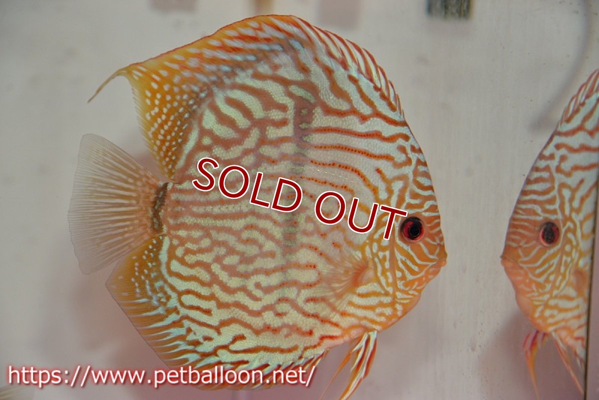 画像2: 【ディスカスペア祭り対象個体】【ディスカス】【通販】【体着経験あり】【激レアニューストレイン】ヤムンダブルームーンヘッケルクロス（ハイフォーム）【個体ペア販売】12-14cm（生体）マレーシア　KLディスカスファーム (2)