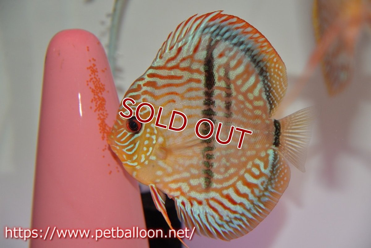 画像5: 【ディスカスペア祭り対象個体】【ディスカス】【通販】【体着経験あり】【激レアニューストレイン】ヤムンダブルームーンヘッケルクロス（ハイフォーム）【個体ペア販売】12-14cm（生体）マレーシア　KLディスカスファーム (5)